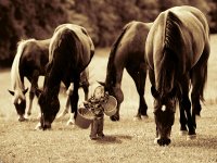 Feeding the Horses